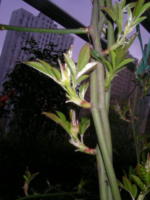 SANY0199.JPG