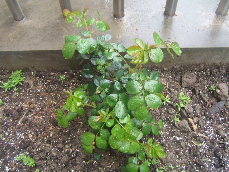 DSCF5065.JPG