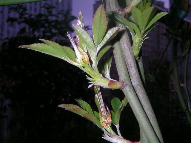 SANY0201.JPG