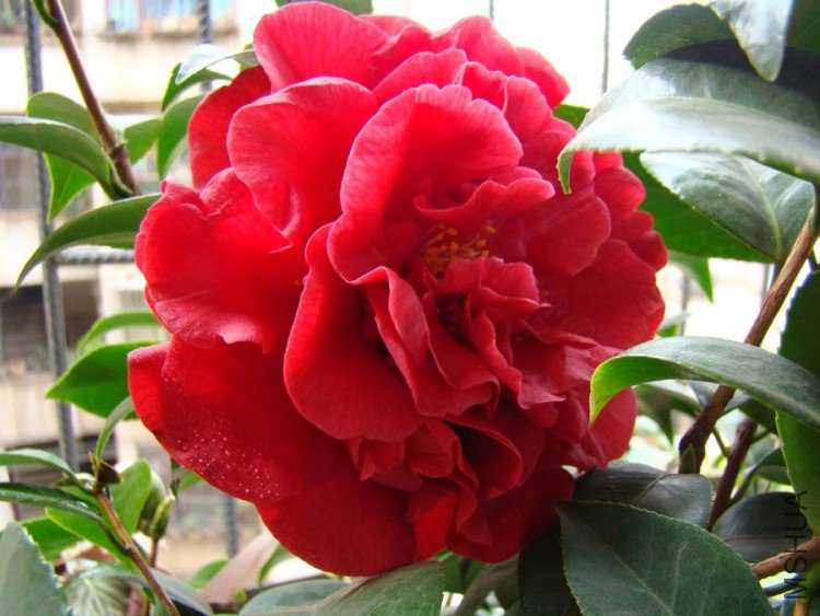 DSC00165 .jpg