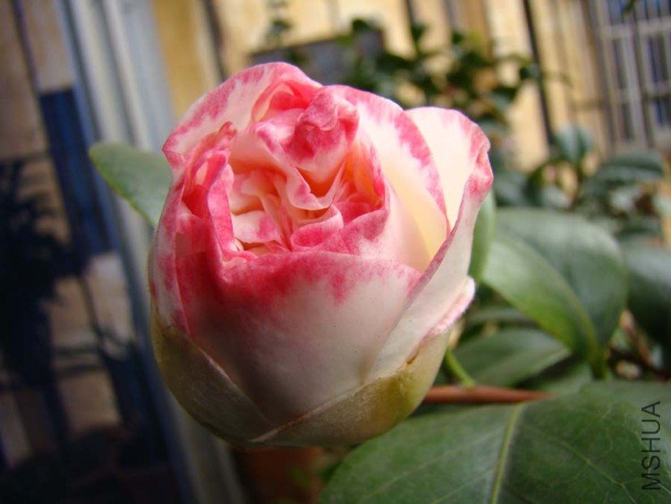DSC00067 .jpg