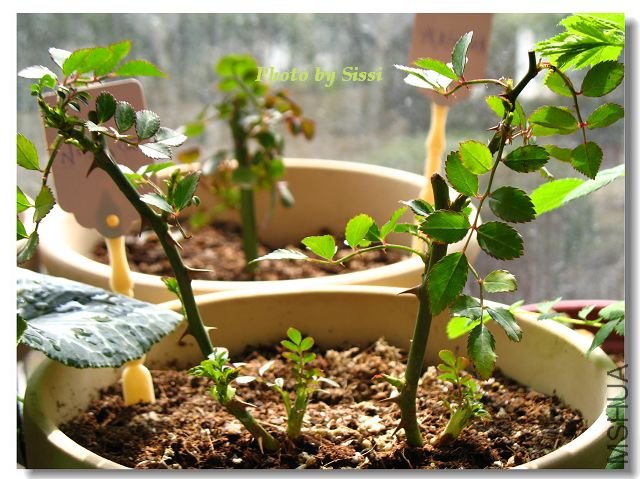 ˫��̥С��Ů~