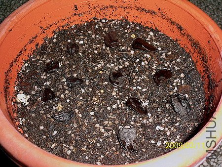 100_4051(450).jpg