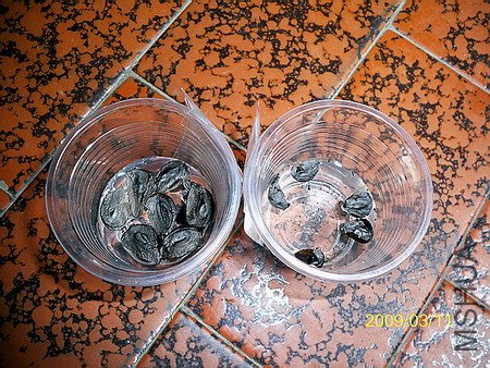 100_4038(450).jpg