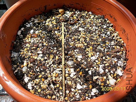 100_4057(450).jpg