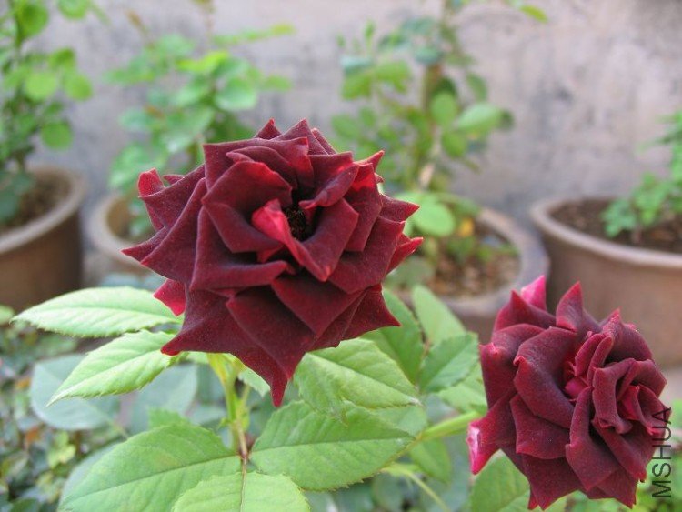 �¼��� 091.jpg