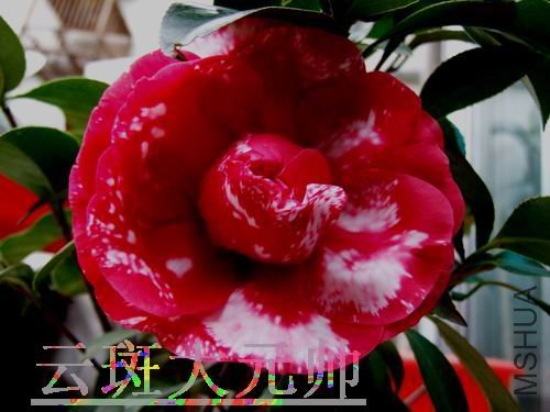 DSCF3284.jpg