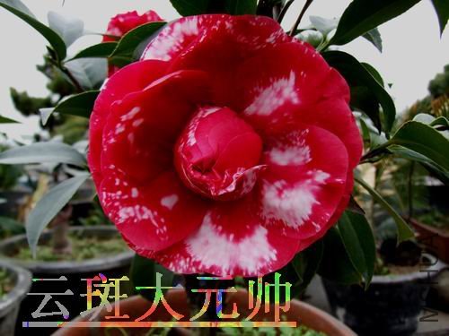 DSCF3271.jpg