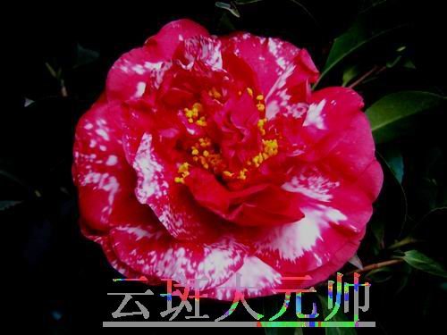 DSCF3287.jpg