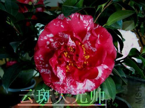 DSCF3294.jpg