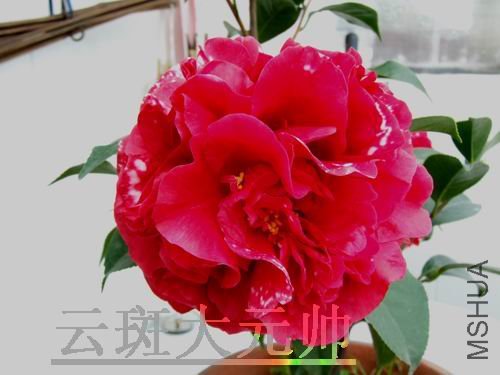 DSCF3361.jpg