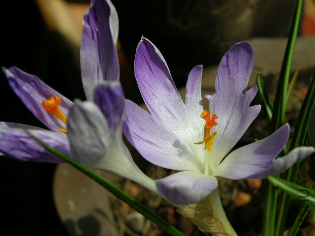 DSCN3619.jpg