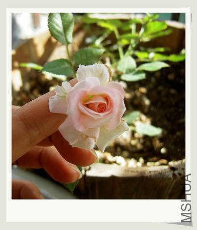 ����ָ�Ա��´�С��