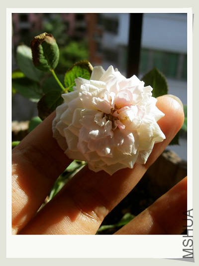���쿪���ˣ����ںܳ�����Ű�����ˣ���Ȼǰ��ʱ���������ꡣ