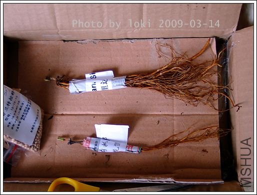 2009-03 025.jpg