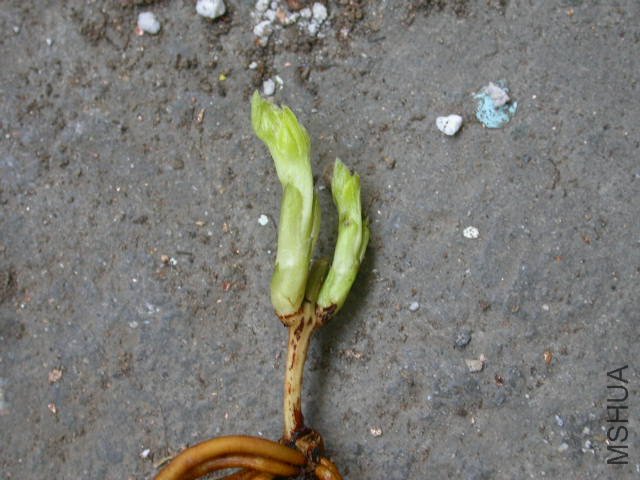 DSCN4206.JPG