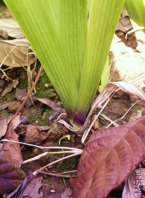 ����ǳ��ɫ Ұ�β Iris dichotoma pall.