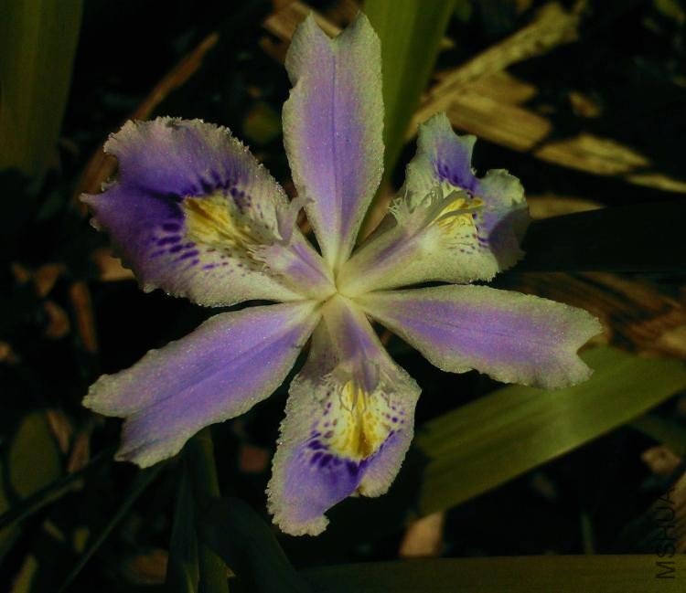 Ұ�β Iris dichotoma pall.