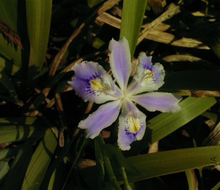 Ұ�β Iris dichotoma pall.