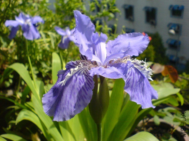 �����β Iris tectorum
