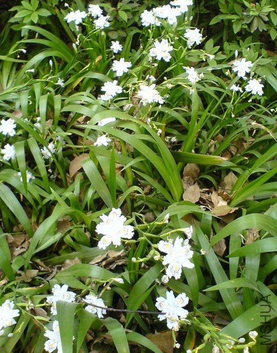 �ձ��β Iris japonica thunb.
