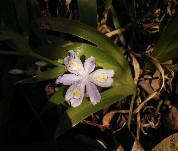 ����������ɫ �ձ��β Iris japonica thunb.