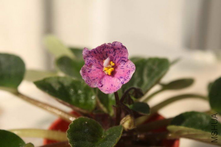 little chatter box-1.JPG