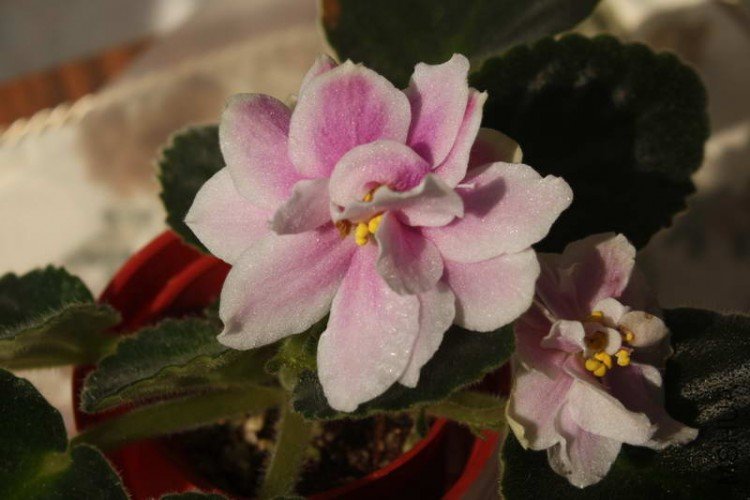 music box dancer-2.JPG