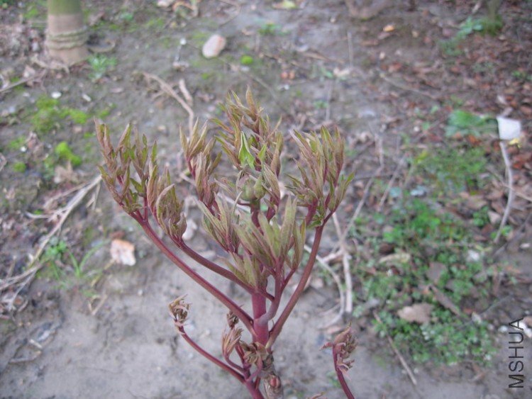 ��Ƭ 042_��С��С.jpg