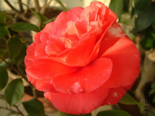 Picture 593_resize.jpg