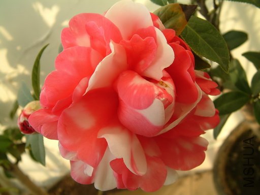 Picture 600_resize.jpg