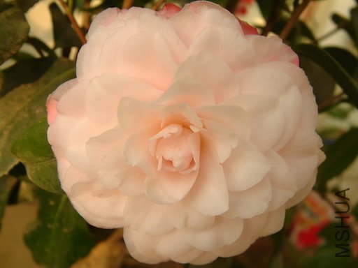 Picture 613_resize.jpg
