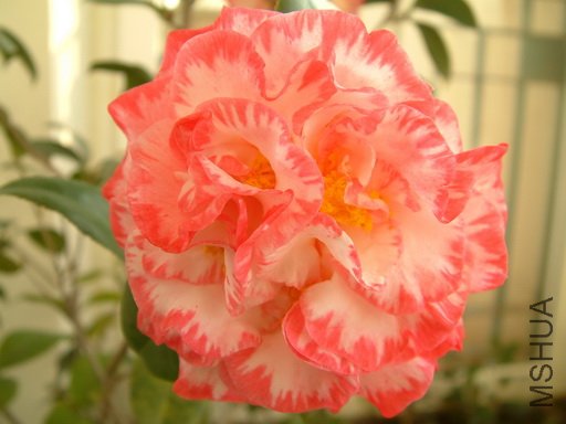 Picture 602_resize.jpg