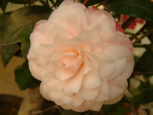 Picture 610_resize.jpg