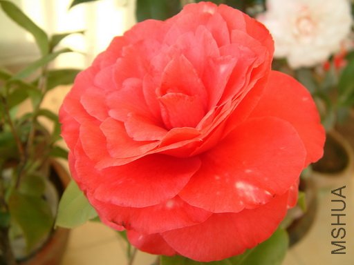 Picture 596_resize.jpg