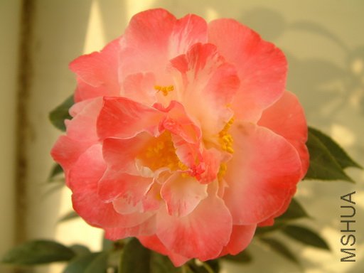 Picture 607_resize.jpg