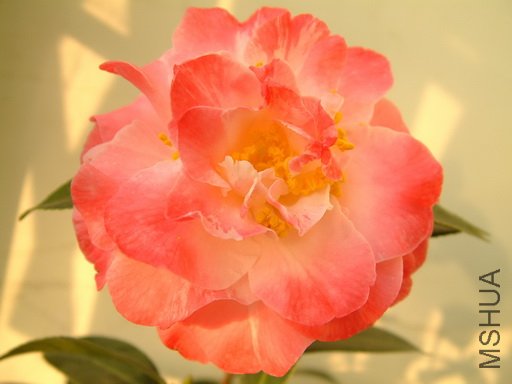 Picture 589_resize.jpg