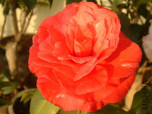 Picture 591_resize.jpg