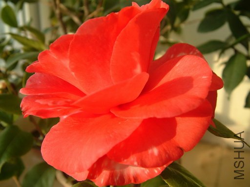 Picture 597_resize.jpg