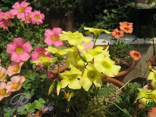 O'high yellow 13.jpg