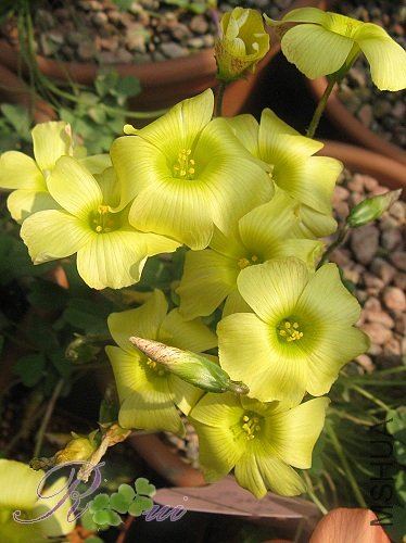 O'high yellow 11.jpg