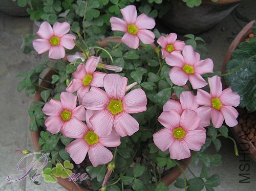 O'obtusa coral ��9.jpg