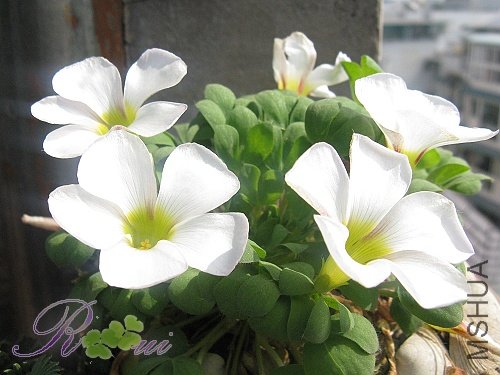 O'haworthioides ɽ髳� 21.jpg