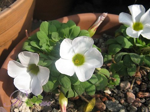 O'haworthioides ɽ髳� 22.jpg