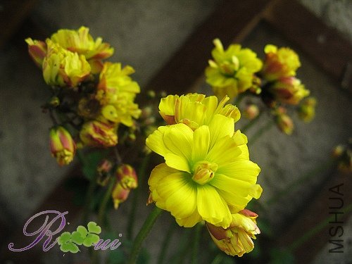 O'compressa var Flore Peno���� 23.jpg