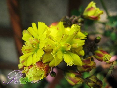 O'compressa var Flore Peno���� 35.jpg