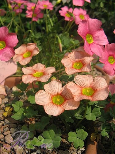 obtusa orange cream 10.jpg