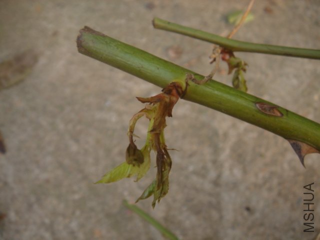 DSC03447.JPG