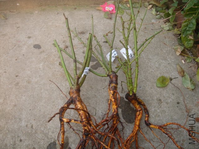 DSC03444.JPG