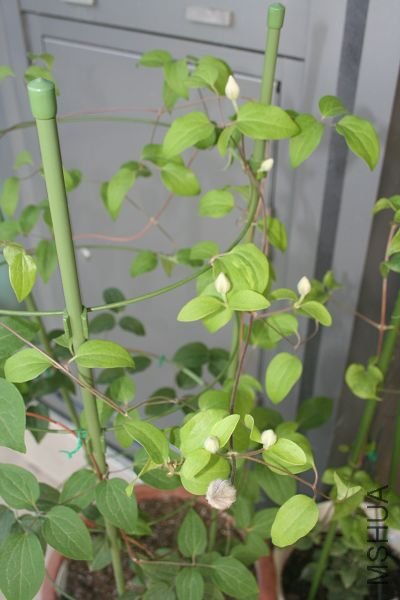 20090317��������7������ȫ�Ҹ� (5).JPG